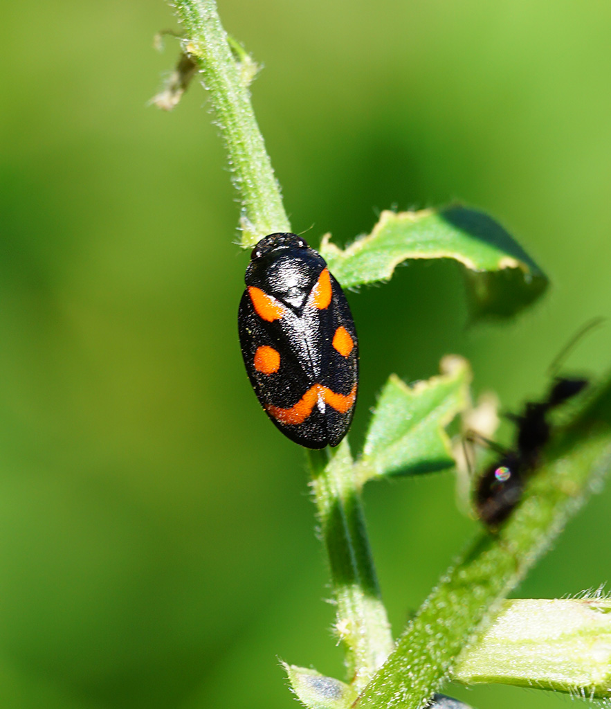 Cercopis arcuata o sanguinolenta?